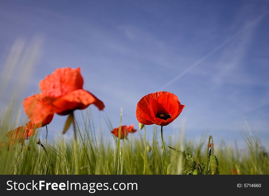 FIELD OF POPPIES