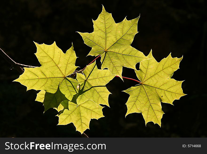 Green maple leaves on a black background. Green maple leaves on a black background