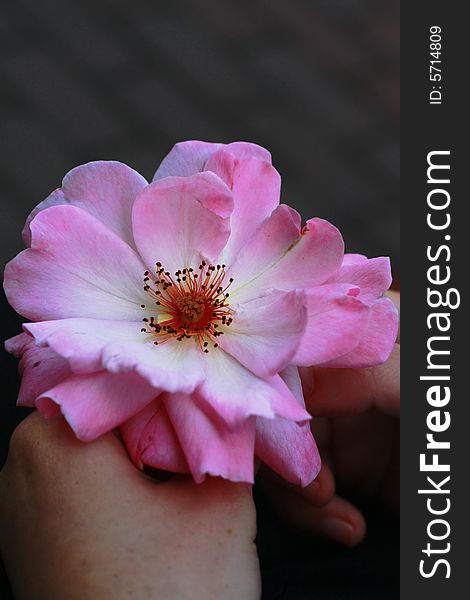 Beautiful pink flower in hands. Beautiful pink flower in hands