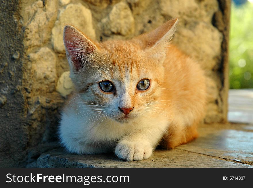A beautiful ginger blue-eyed kitten. A beautiful ginger blue-eyed kitten
