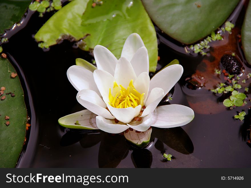 Flowering water lily with some dickwood