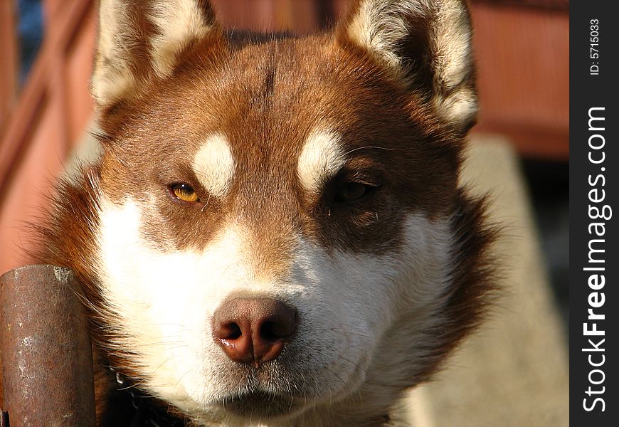 Malamute dog near a tree.