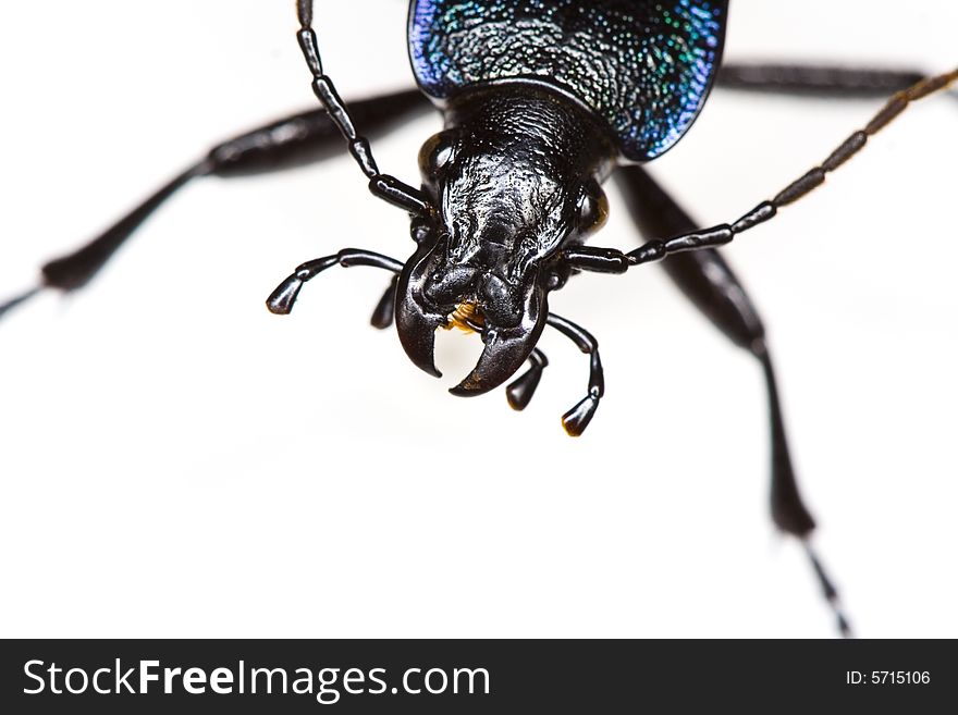 Beetle portrait isolated on white background