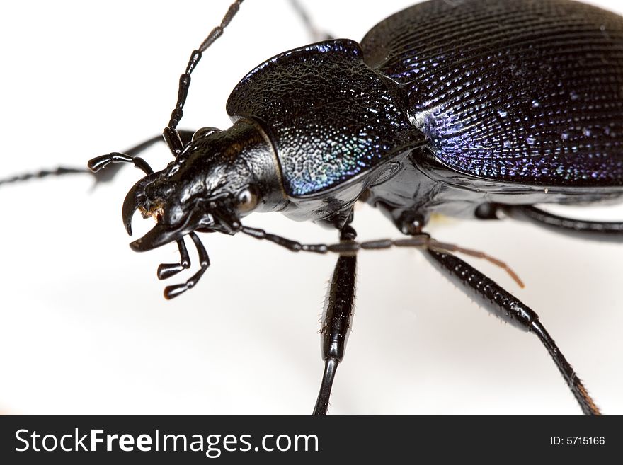 Beetle portrait isolated on white background