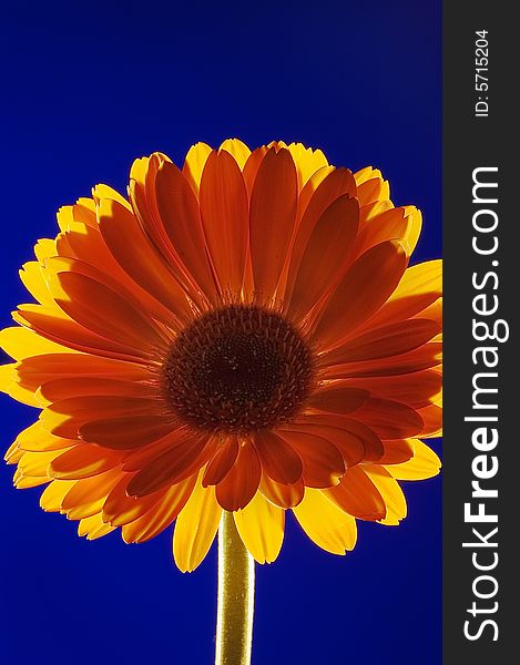 Red gerbera on blue background with yellow light shining behind