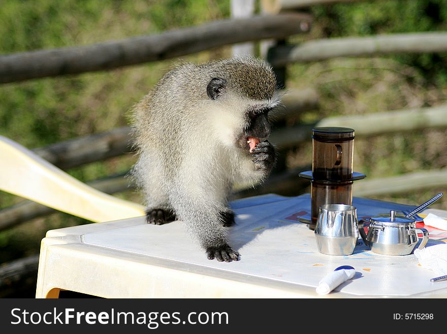 A monkey stealing food from a table