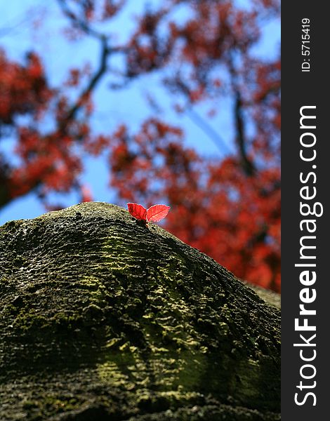 Image from nature series: red leaflets on trunk of tree