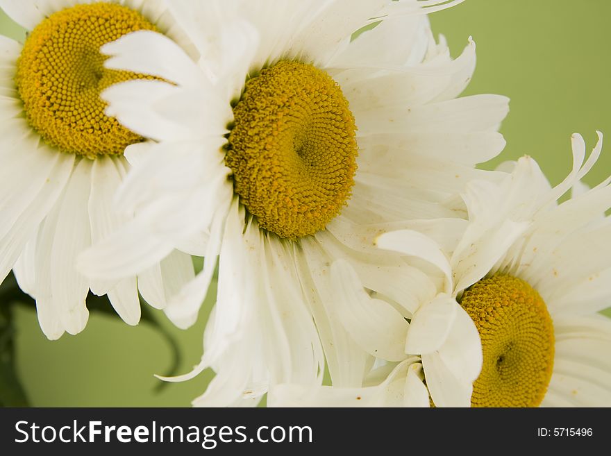 White camomile on green background. White camomile on green background
