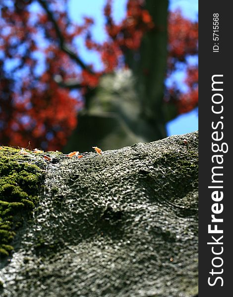 Image from nature series: trunk of red tree