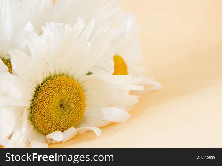 Flower isolated on color background