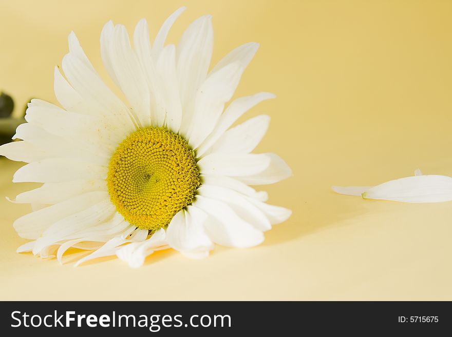 Flower isolated on color background
