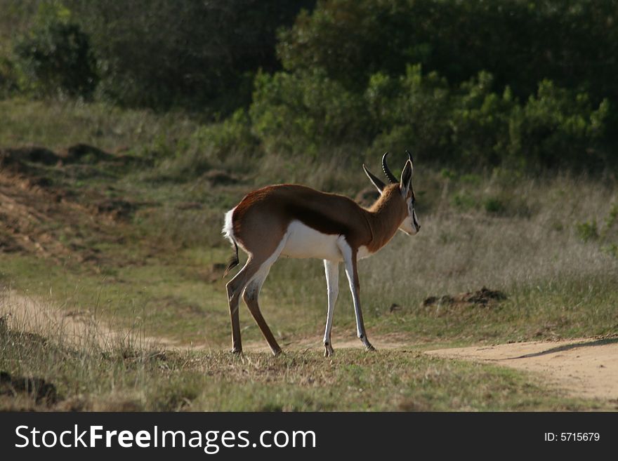 A springbuck walking on a path in a game park in South Africa