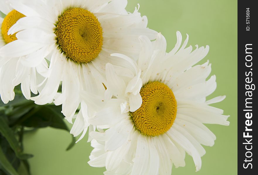 White camomile isolated on green background. White camomile isolated on green background