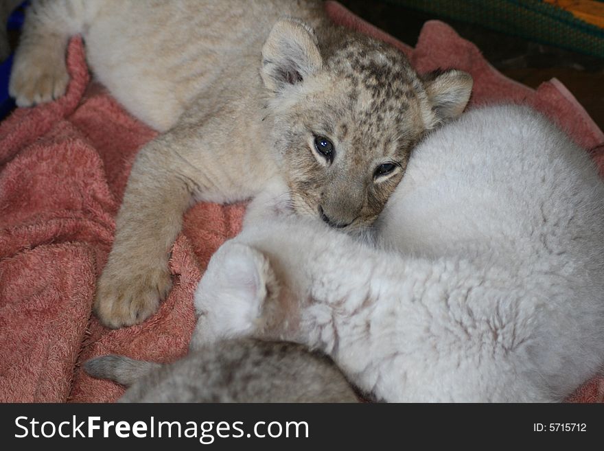 6 week old hand reared lion cubs. 6 week old hand reared lion cubs