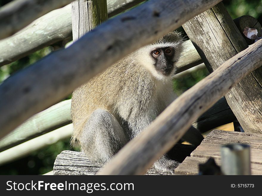 A naughty monkey looking for food to steal