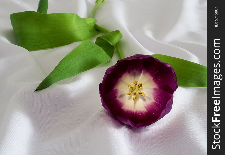 View into a purple tulip lying on white cloth with folds. View into a purple tulip lying on white cloth with folds