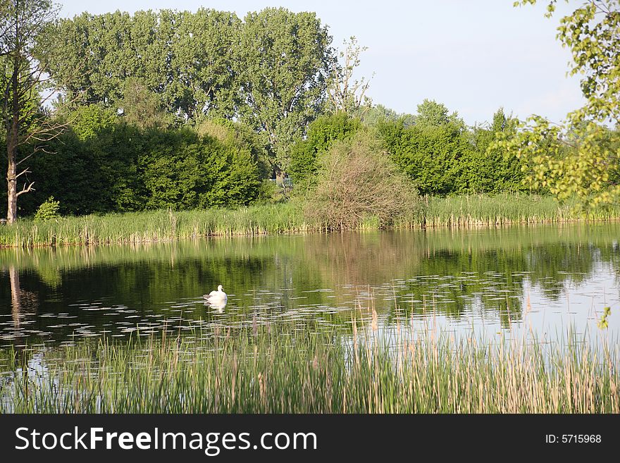 Swan Swimming On Lake