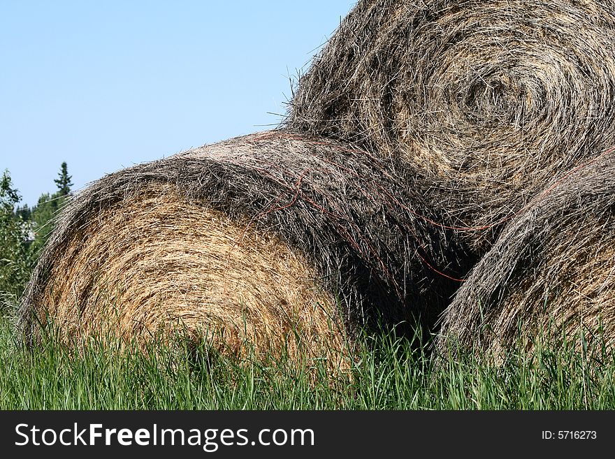 Rolled Hay Bales