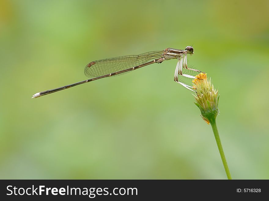 The damselfly rest on the flower with soft light.