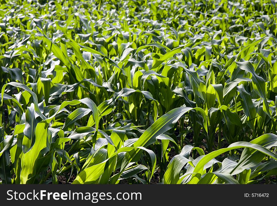 Corn field on a bright summer day