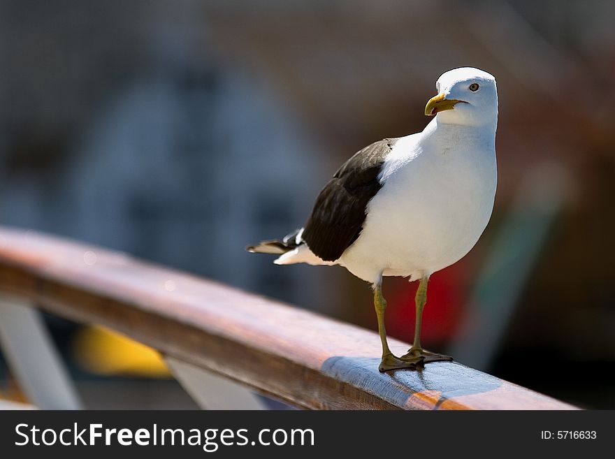 Portrait of a seagull, standing on a ship