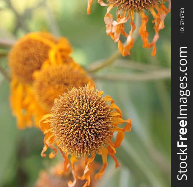 Withering orange flowers on a natural green background