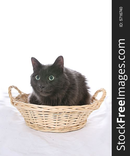 Black Cat In Wicker Basket