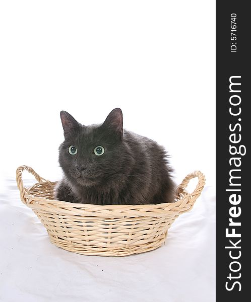 Black cat in wicker basket