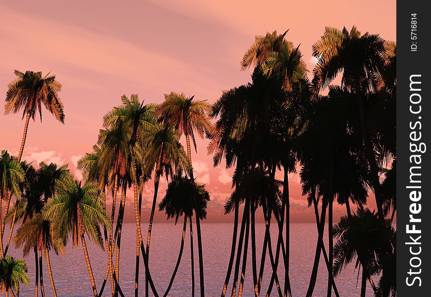 Tops of palm trees on a background of a sunset sky. Tops of palm trees on a background of a sunset sky