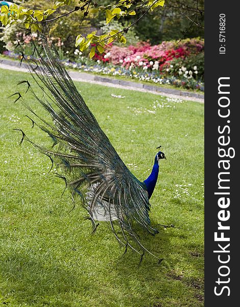 Beautiful peacock in full display. Beautiful peacock in full display