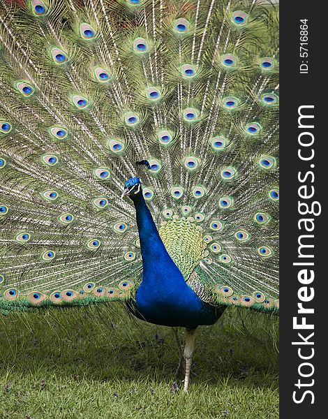 Beautiful peacock in full display. Beautiful peacock in full display