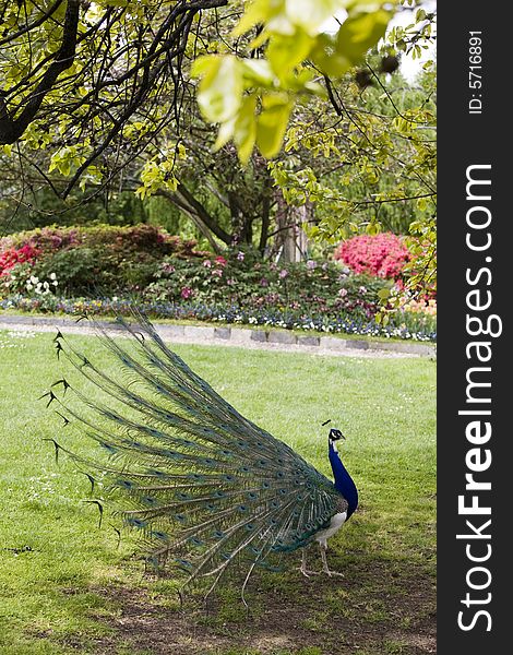 Beautiful peacock in a bloomy garden. Beautiful peacock in a bloomy garden
