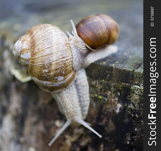 Couple of snails on a tree