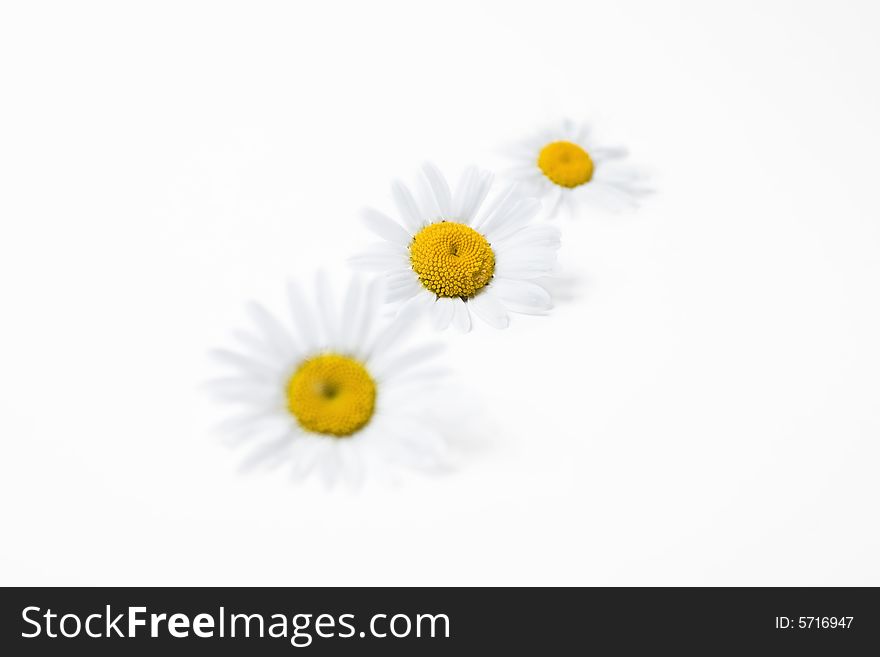 Wild daisies on white background. Shallow depth of field with focus on middle flower.