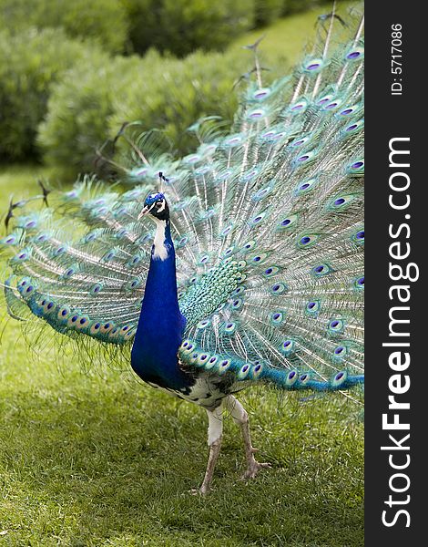 Beautiful peacock in full display. Beautiful peacock in full display