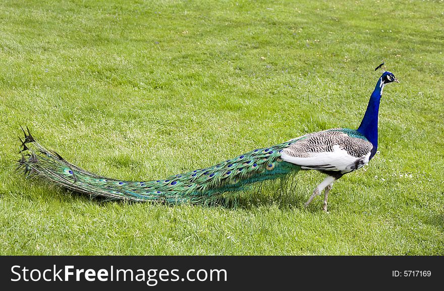 Beautiful peacock in a garden. Beautiful peacock in a garden