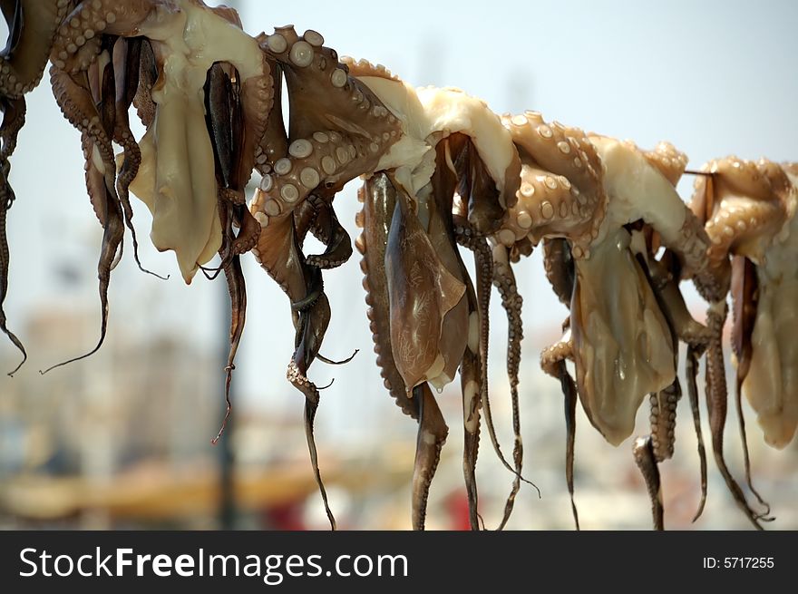 A row of freshly caught sea octopi and squid hung out to dry in the shade of a Mediterranean seaside cafe - backlit with sunshine, using a shallow DOF to partially obscure the background. A row of freshly caught sea octopi and squid hung out to dry in the shade of a Mediterranean seaside cafe - backlit with sunshine, using a shallow DOF to partially obscure the background.