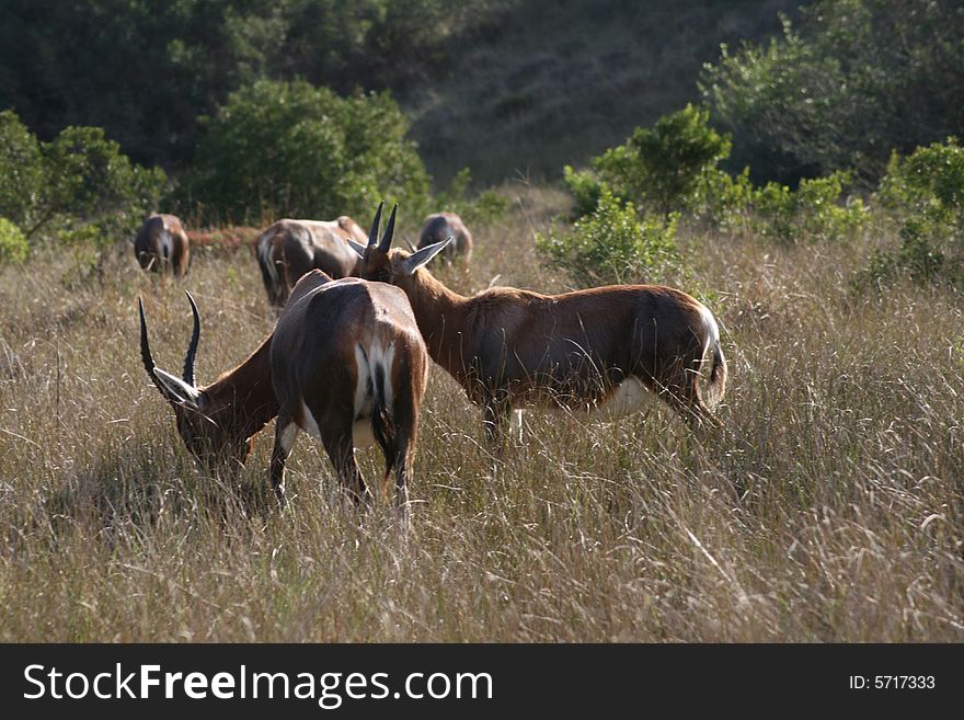 A herd of buck grazing on a farm in South Africa