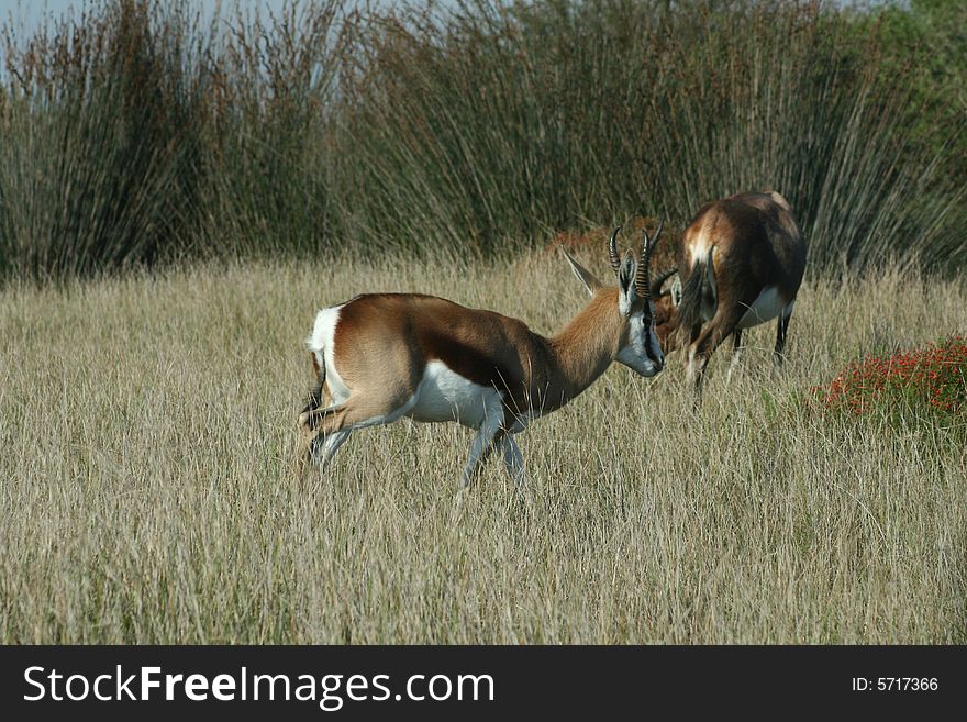 A springbuck walking in a game park in South Africa