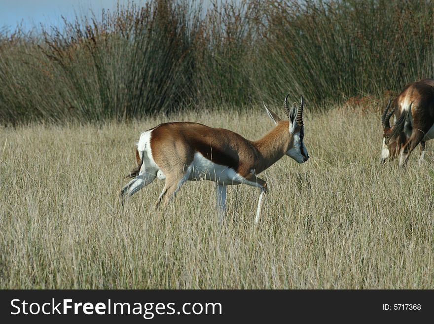 A springbuck walking in a game park in South Africa