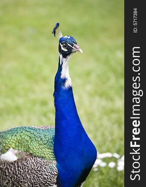 Beautiful peacock in a garden. Beautiful peacock in a garden