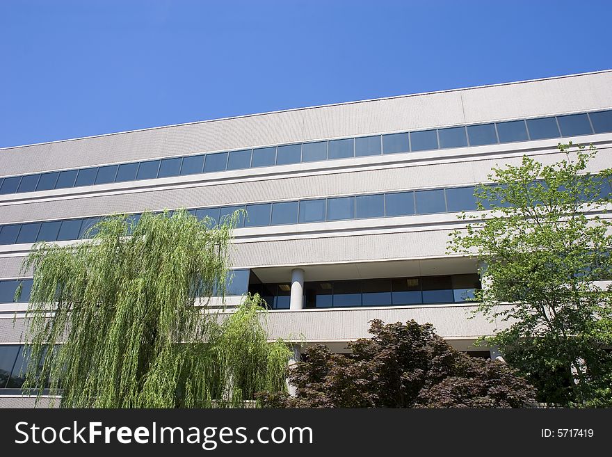 A weeping willow tree in front of an office building on a blue sky. A weeping willow tree in front of an office building on a blue sky