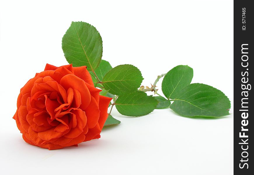Red rose, symbol of love, isolated over white background.