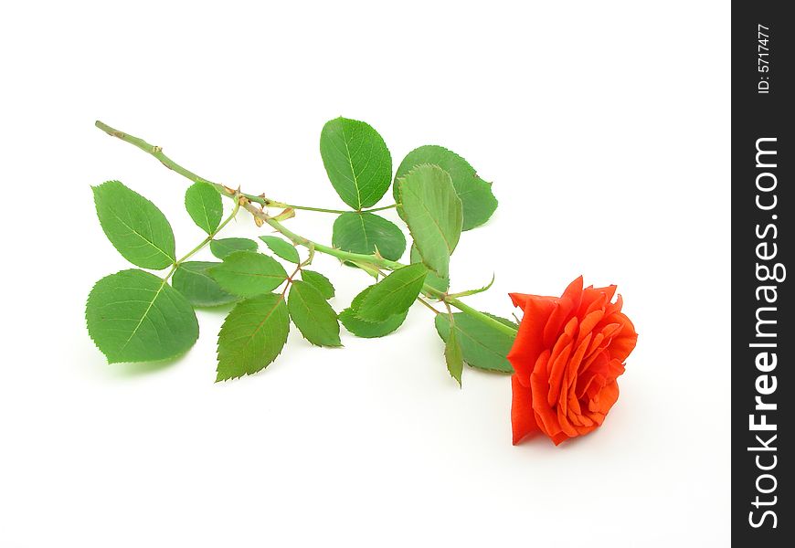 Red rose, symbol of love, isolated over white background.