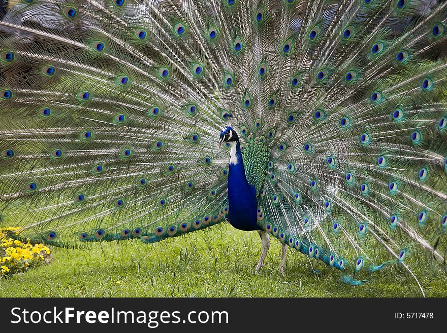 Beautiful peacock in full display. Beautiful peacock in full display