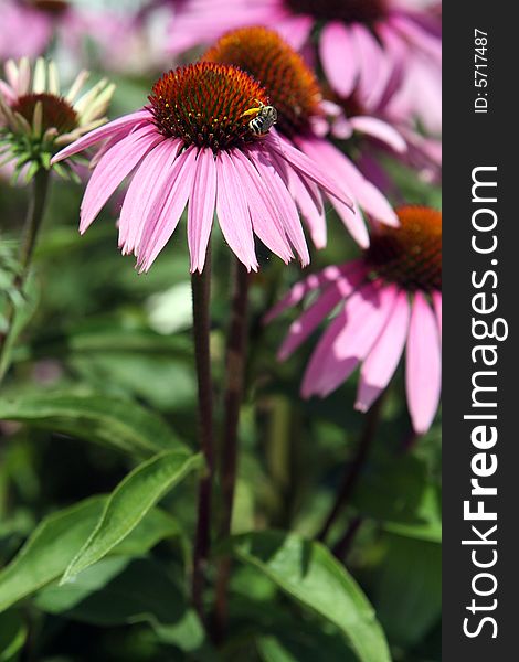 Honey bee feasting on purple cone flower