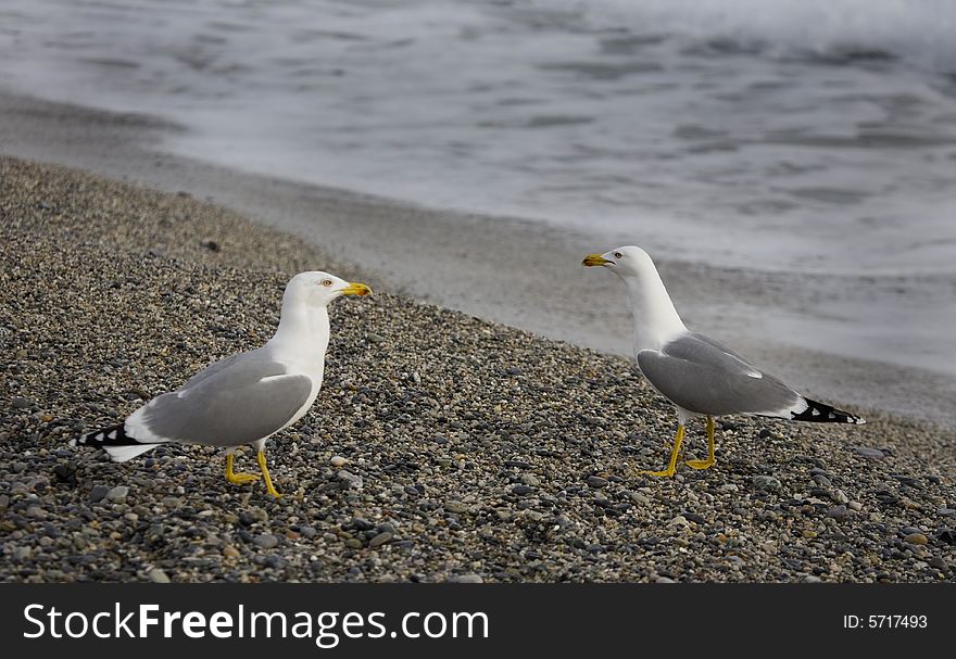 Sea-cobs on a stone beach. Sea-cobs on a stone beach