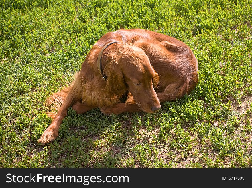 Young irish setter rolling itself into a ball. Young irish setter rolling itself into a ball
