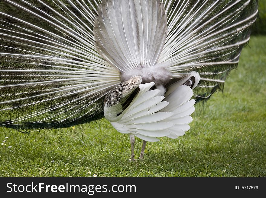 Beautiful peacock in a garden. Beautiful peacock in a garden