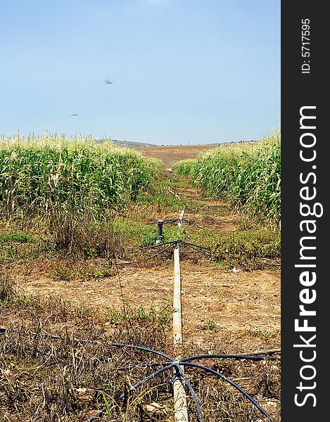 Field of the maize at period of the maturation in medium summer with system of the irrigation